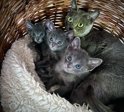 Dixie's boys at five weeks